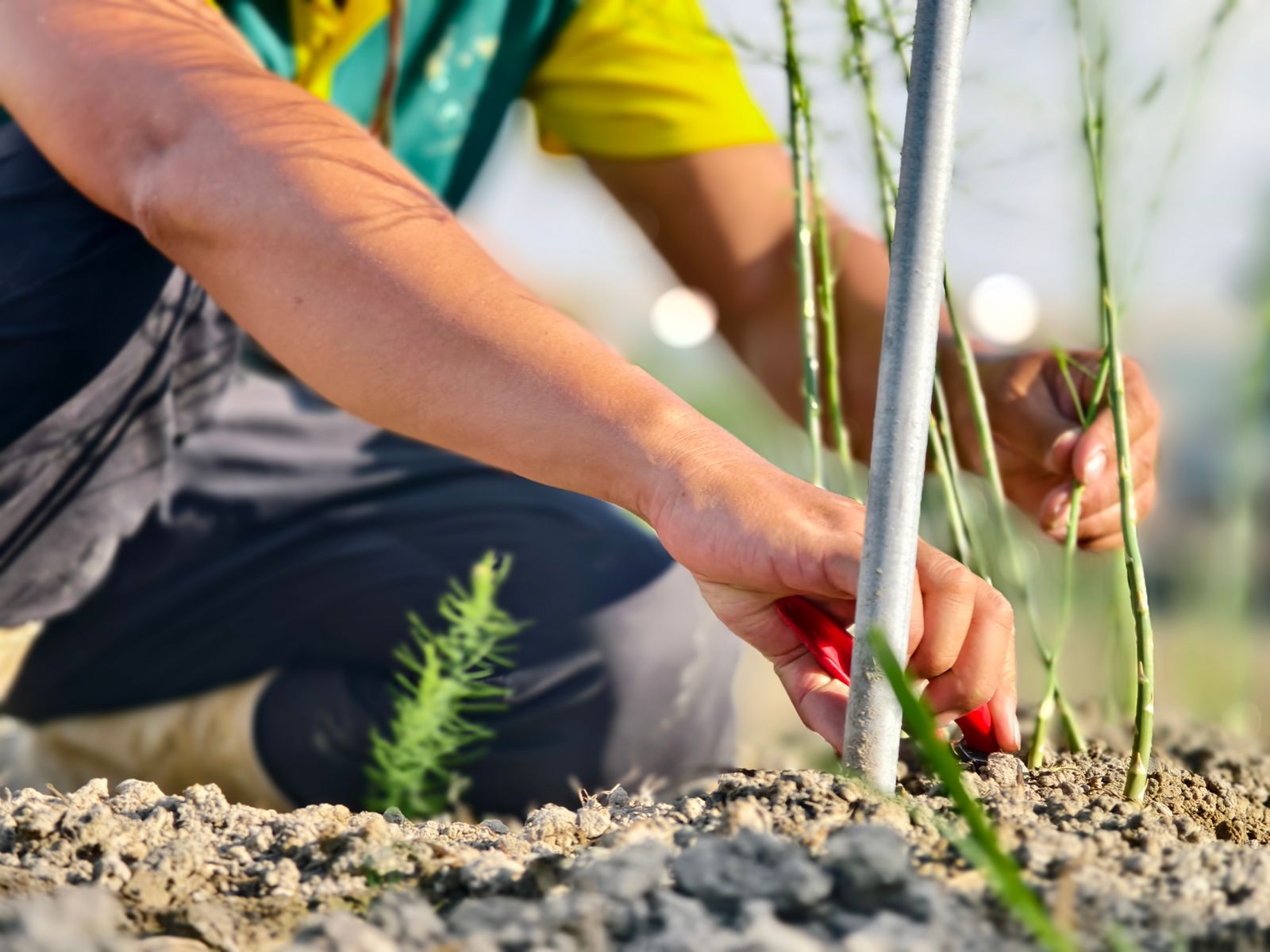 A landscaper planting in a garden