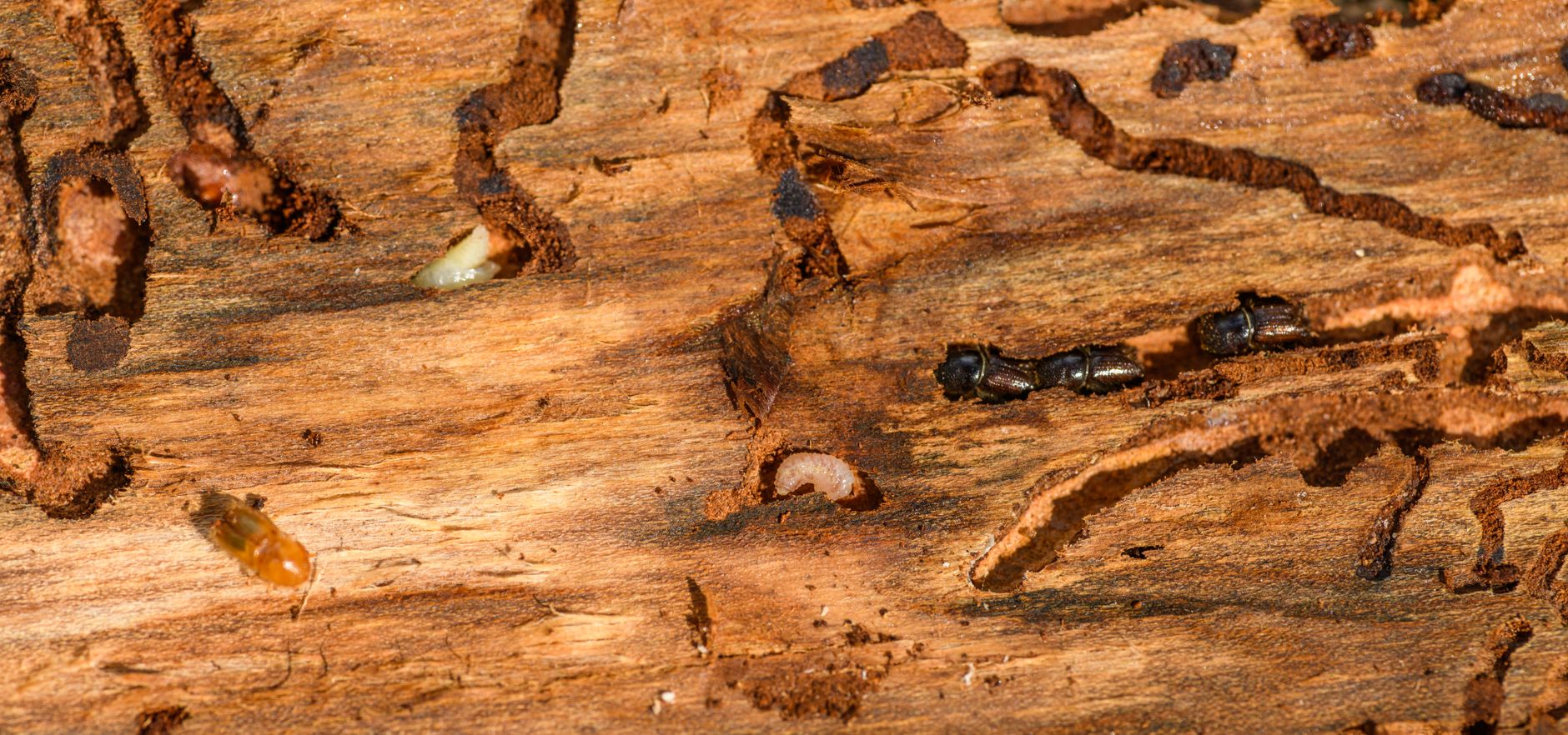 Close-up of wood damage from wood-boring pests