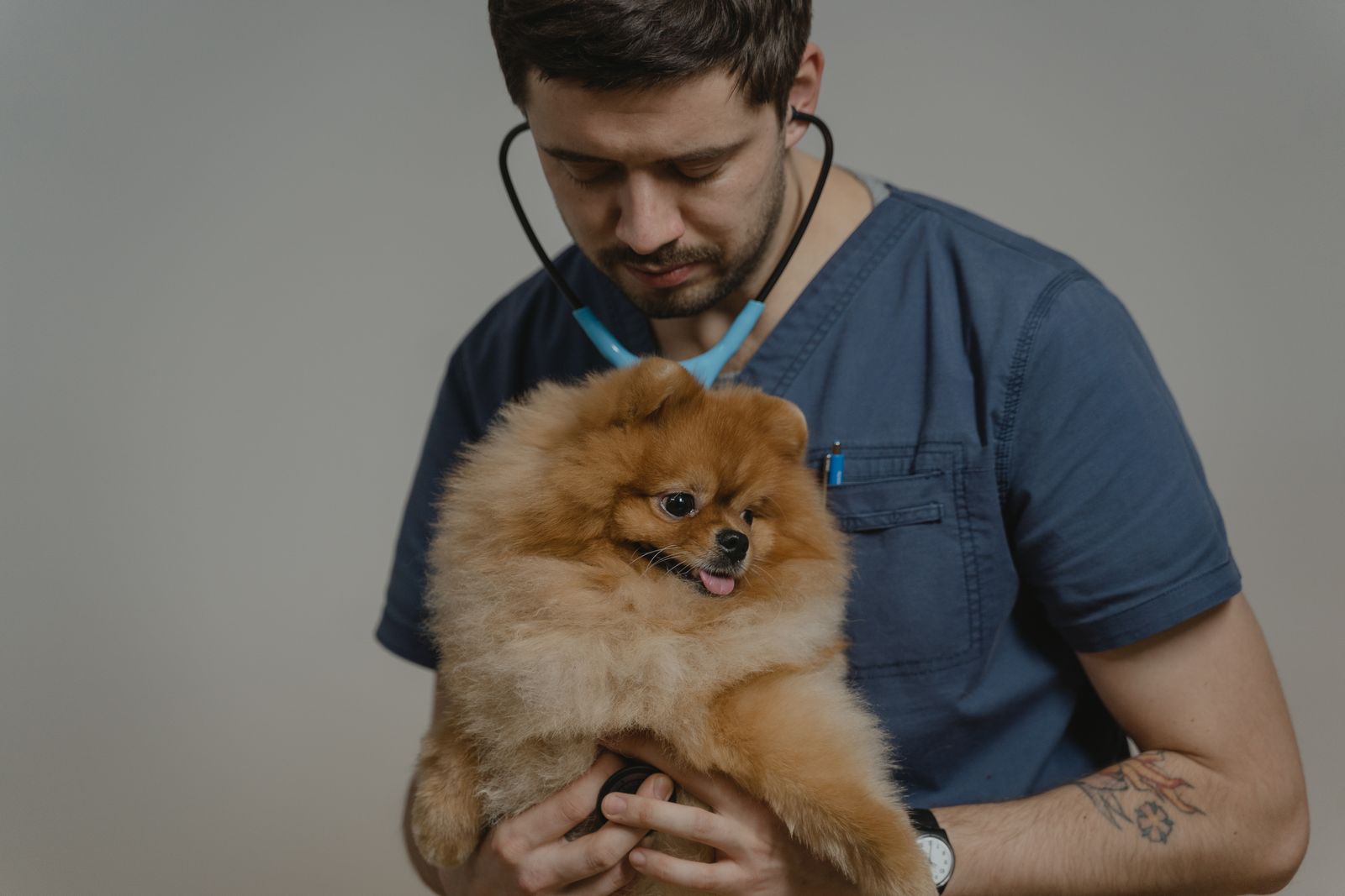 A veterinarian caring for a small dog during a routine visit