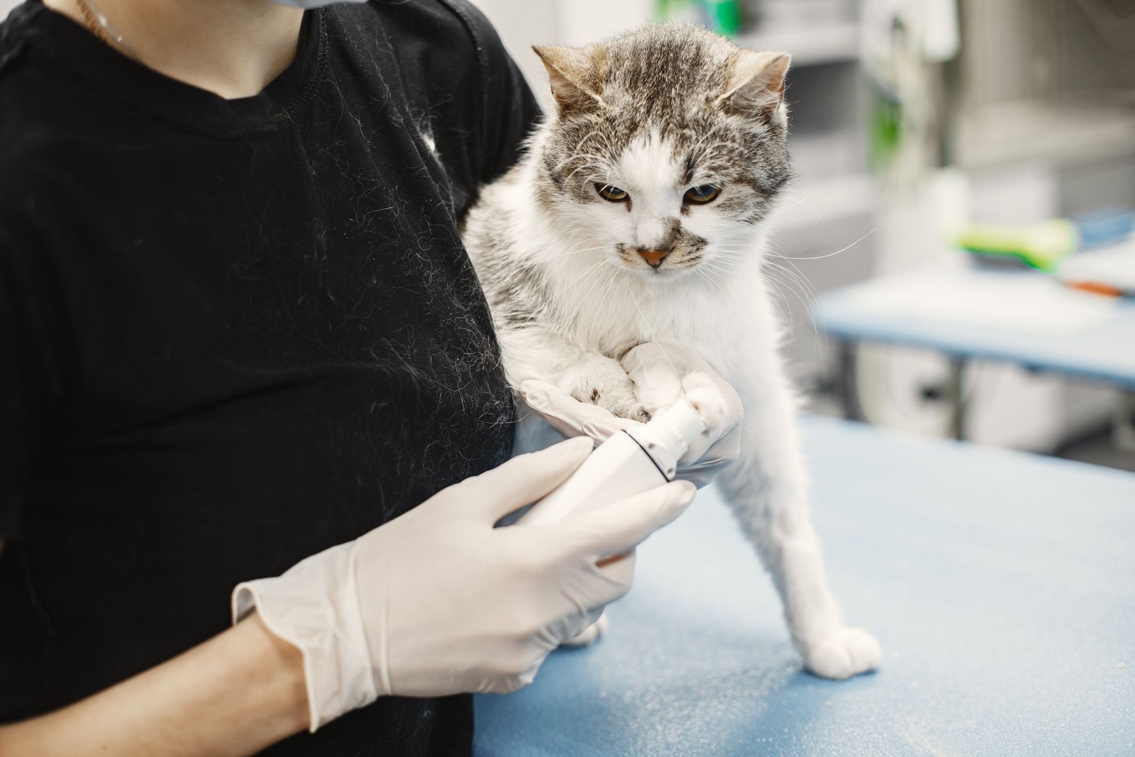 A veterinarian examining a cat