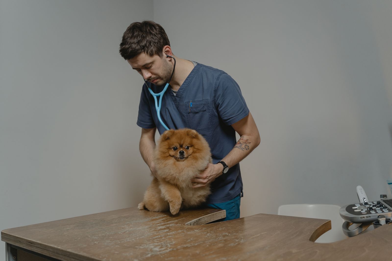 A veterinarian examining a dog with a stethoscope