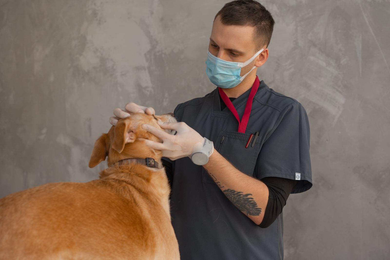 A veterinarian examining a dog