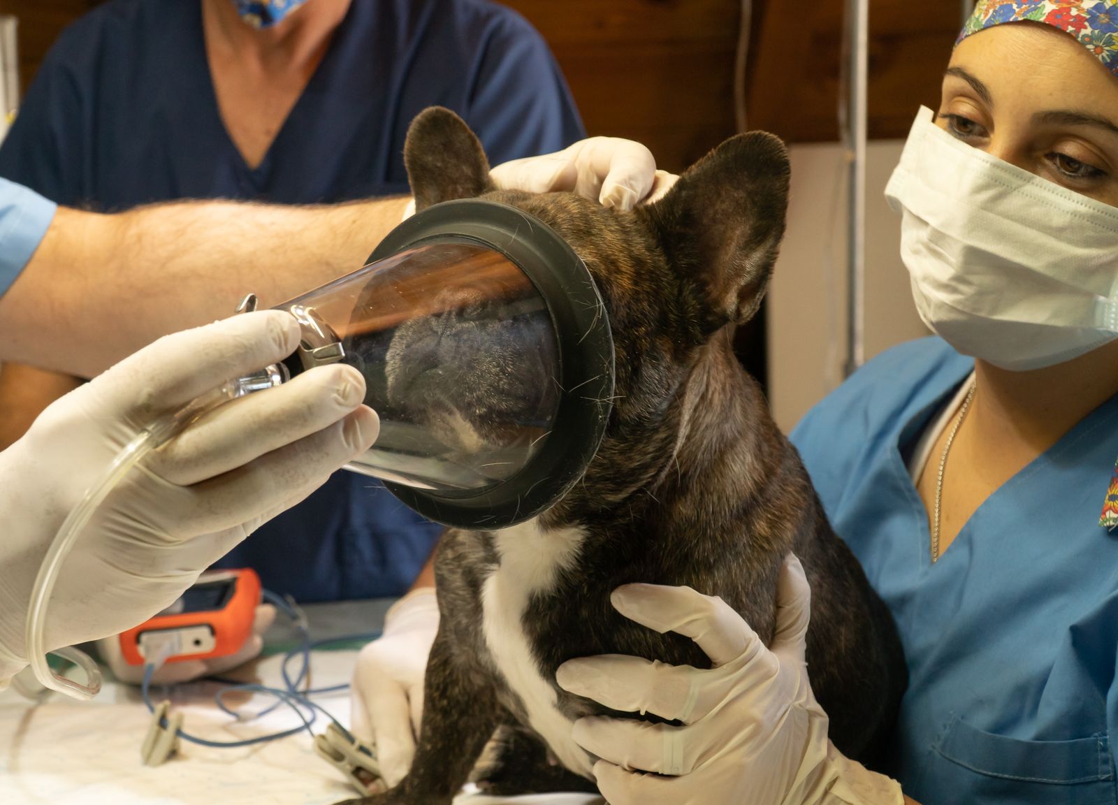 A veterinary team caring for a pet