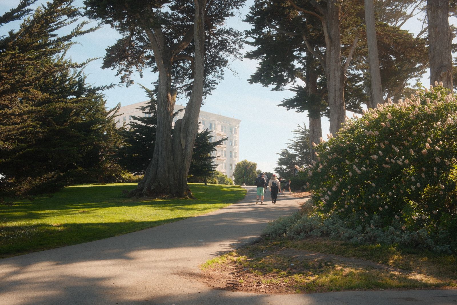 A serene park path in San Francisco